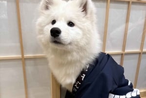 Tokyo Harajuku: 30 minutters samvær med samojeder