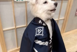 Tokyo Harajuku: 30 minutters samvær med samojeder