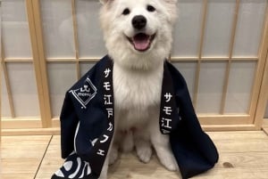 Tokyo Harajuku: 30 minutters samvær med samojeder