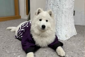 Tokyo Harajuku: 30 minutters samvær med samojeder