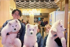 Tokyo Harajuku: 30 minutters samvær med samojeder