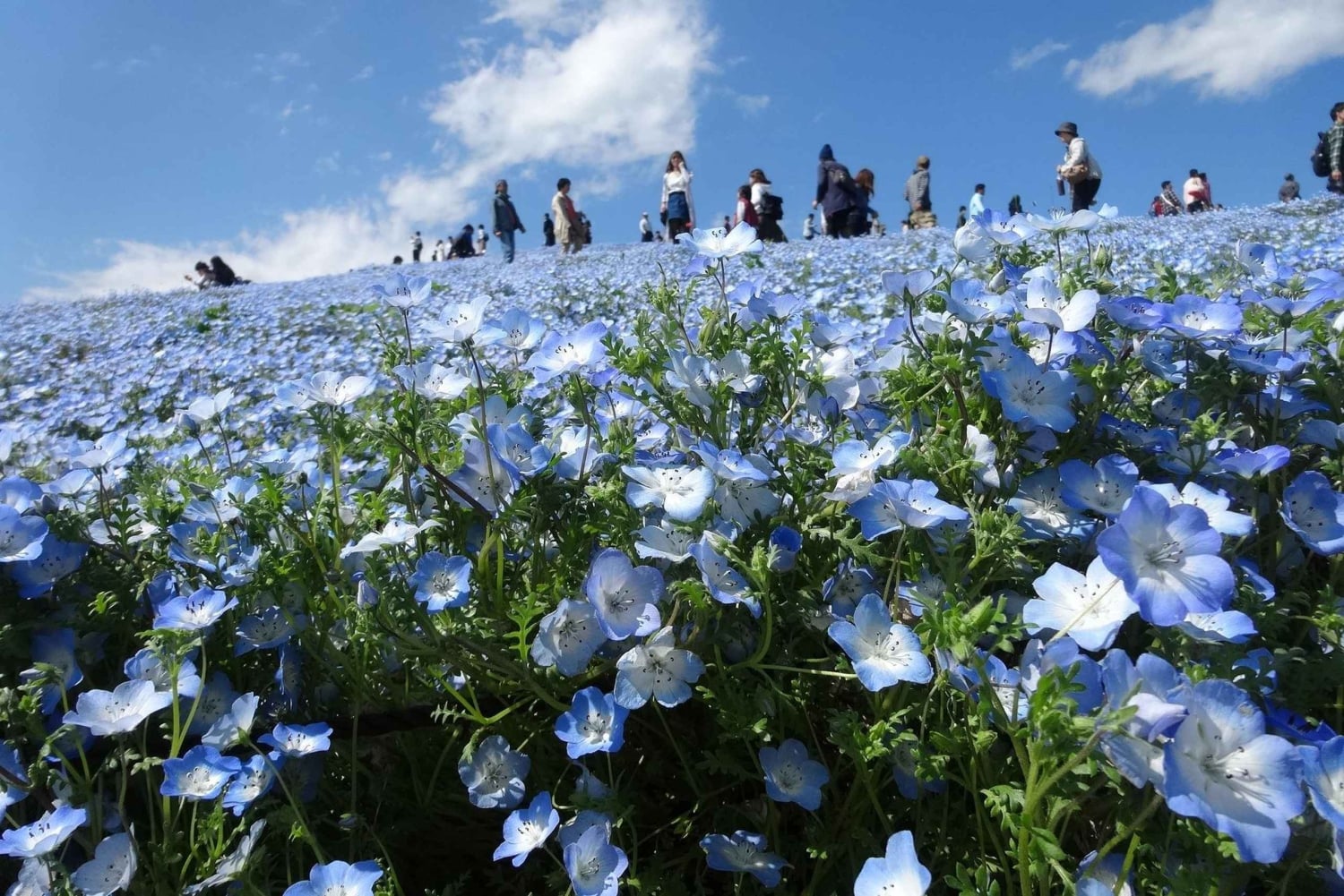 Tokyo: Hitachi seaside Park/Oarai isosaki shrine privat tur