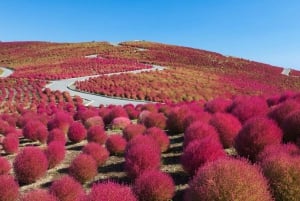 Tokyo: Hitachi seaside Park/Oarai isosaki shrine privat tur
