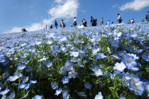 Tokyo: Hitachi seaside Park/Oarai isosaki shrine privat tur