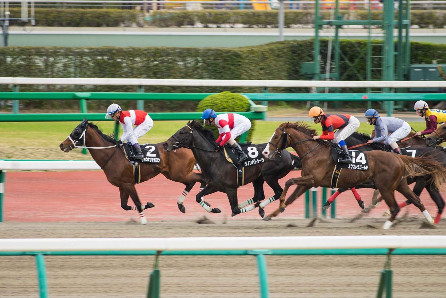 東京：地元ファンと楽しむ競馬ツアー
