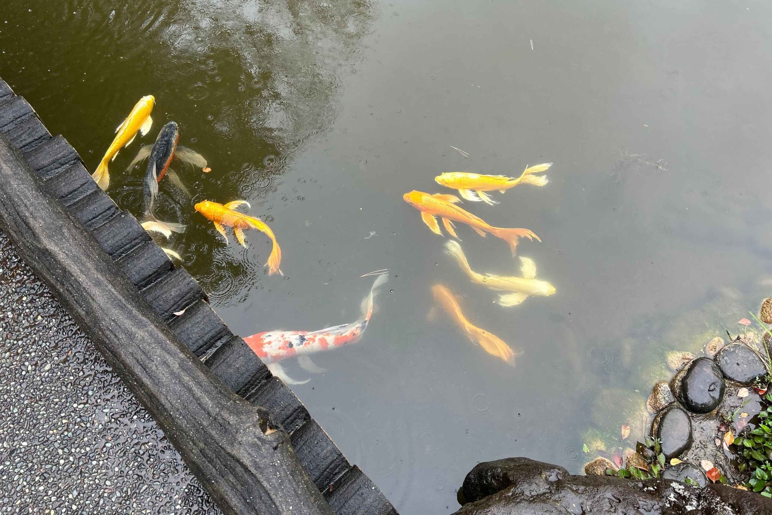 Tokyo: Kejsarpalatset, Edo-slottet och historisk rundtur