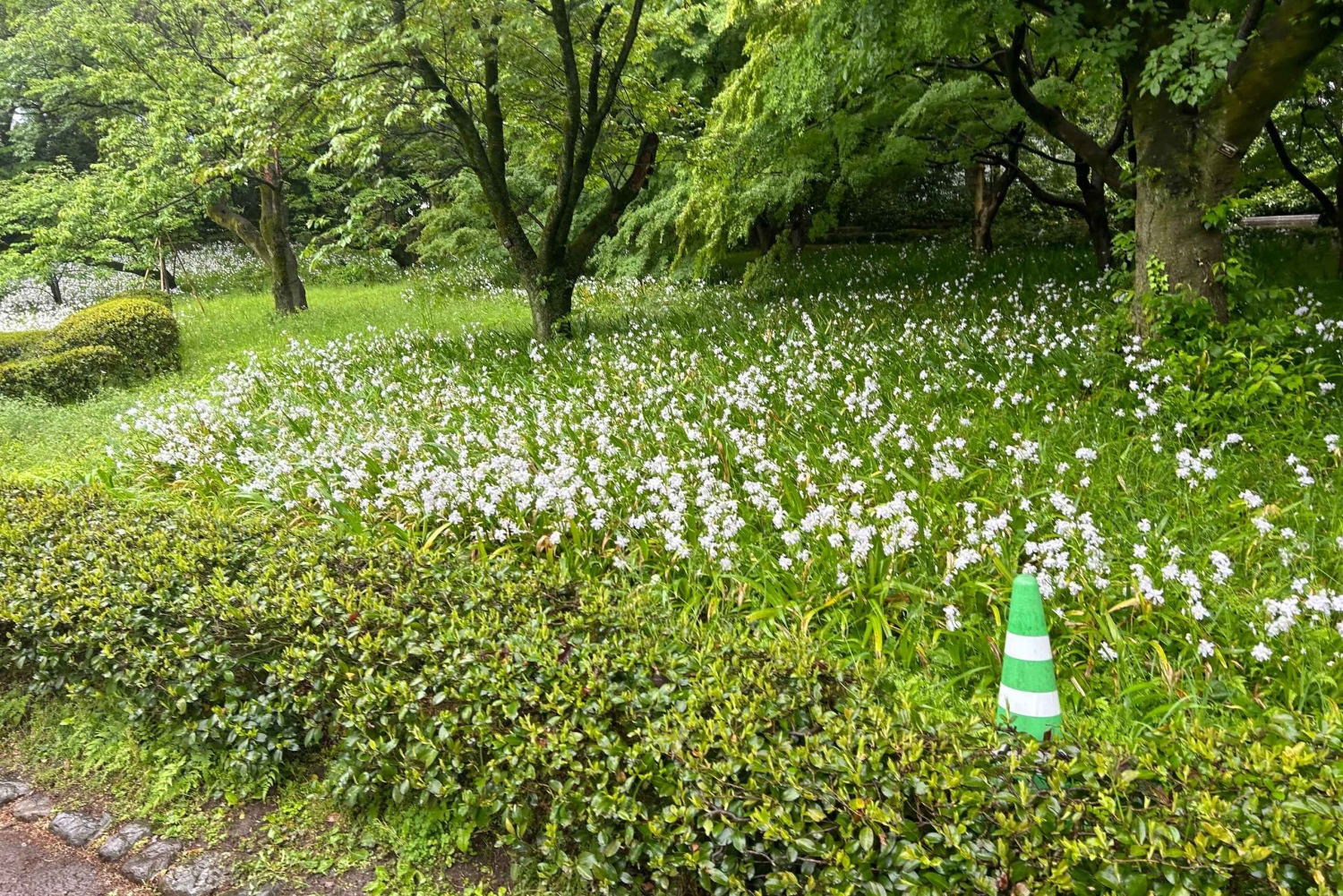 Tokyo: Kejsarpalatset, Edo-slottet och historisk rundtur