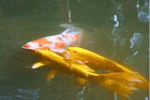 東京皇居日本史ウォーキングツアー