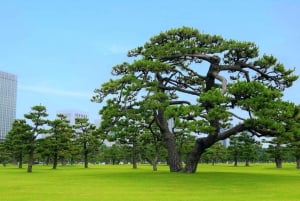 Tokio: Rundgang zum kaiserlichen Palast, Shogun und Meiji-Schrein