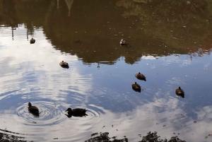 Keiserpalasset-tur: Oppdag samuraienes historie med en guide