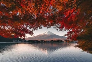 Tokyo: Instagram-Worthy Mt Fuji & Lake Kawaguchiko Day Trip