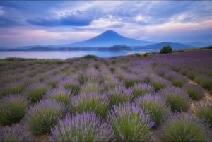 Fra Tokyo: Dagsudflugt til Mt Fuji, Arakurayama og Kawaguchi-søen