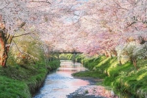 Nur für kurze Zeit: Fuji & Hakone, GRATIS Piratenschiff & Owakudani Seilbahn