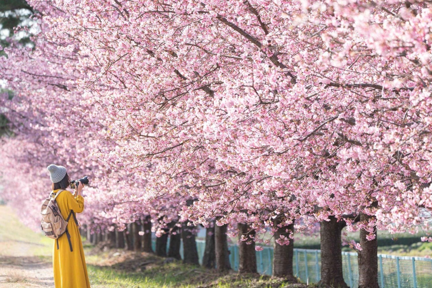 Tokio: Izu-Halbinsel Zug Mt Omuro, Capybara-Sightseeing-Tour