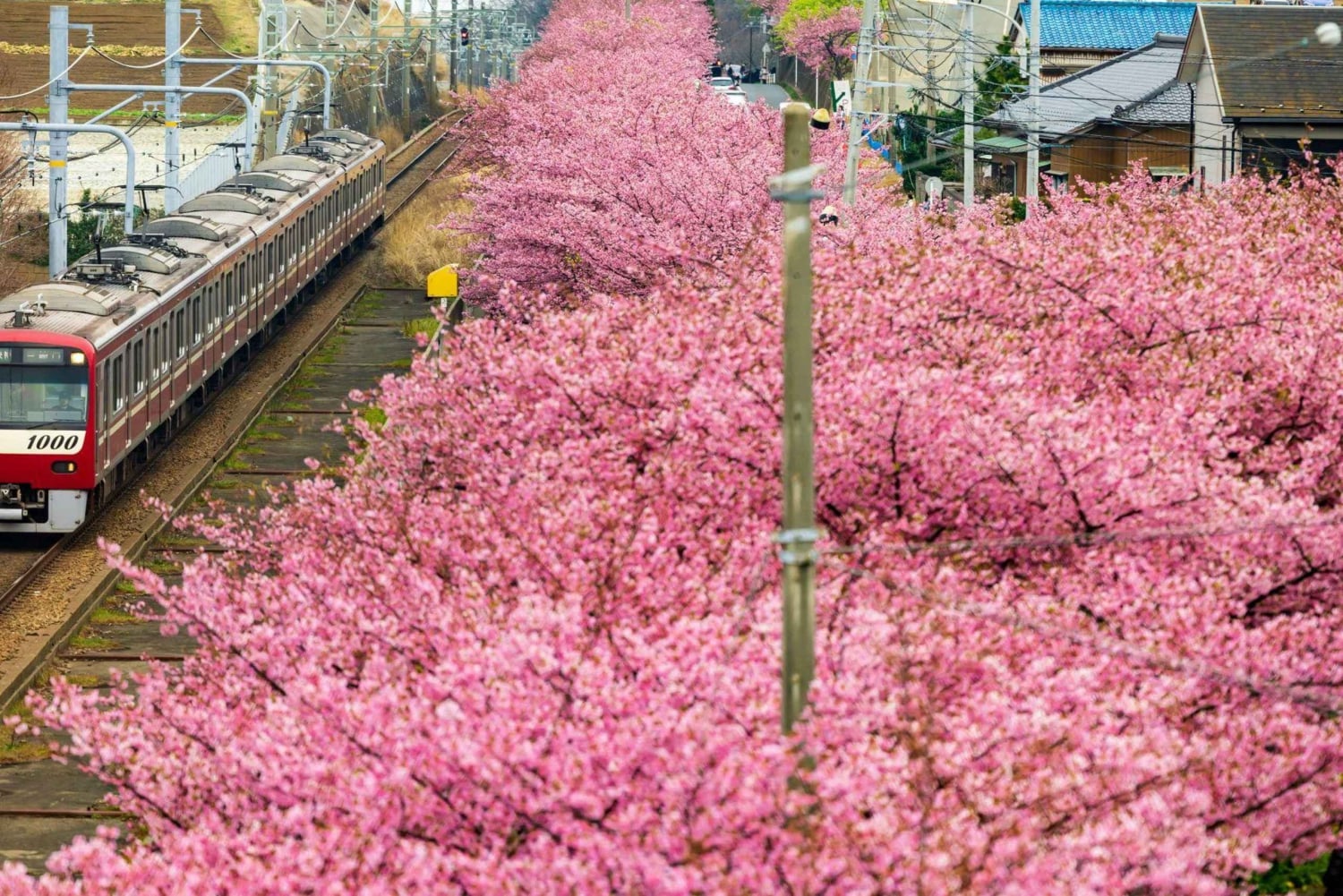 Tokio: Izu-Halbinsel Zug Mt Omuro, Capybara-Sightseeing-Tour