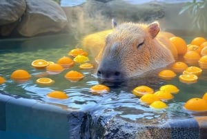 Tokio: Izu-Halbinsel Zug Mt Omuro, Capybara-Sightseeing-Tour