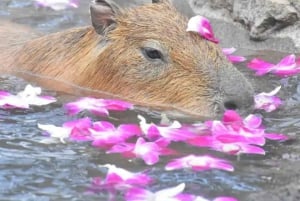 Tokyo: Izu Scenic Oceanview Train, vulkan, dagsutflykt till kusten