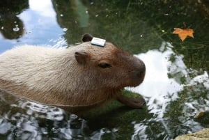 Tokyo:Izu Penisula Train Mt Omuro, Capybara Sightseeing Trip