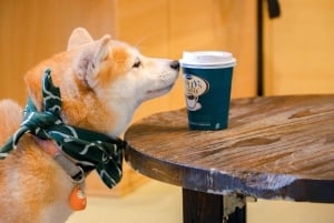 Tokyo: gita a Kamakura ed Enoshima in treno, Grande Buddha