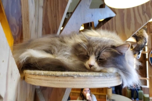 東京乗り継ぎ5時間プライベートツアー