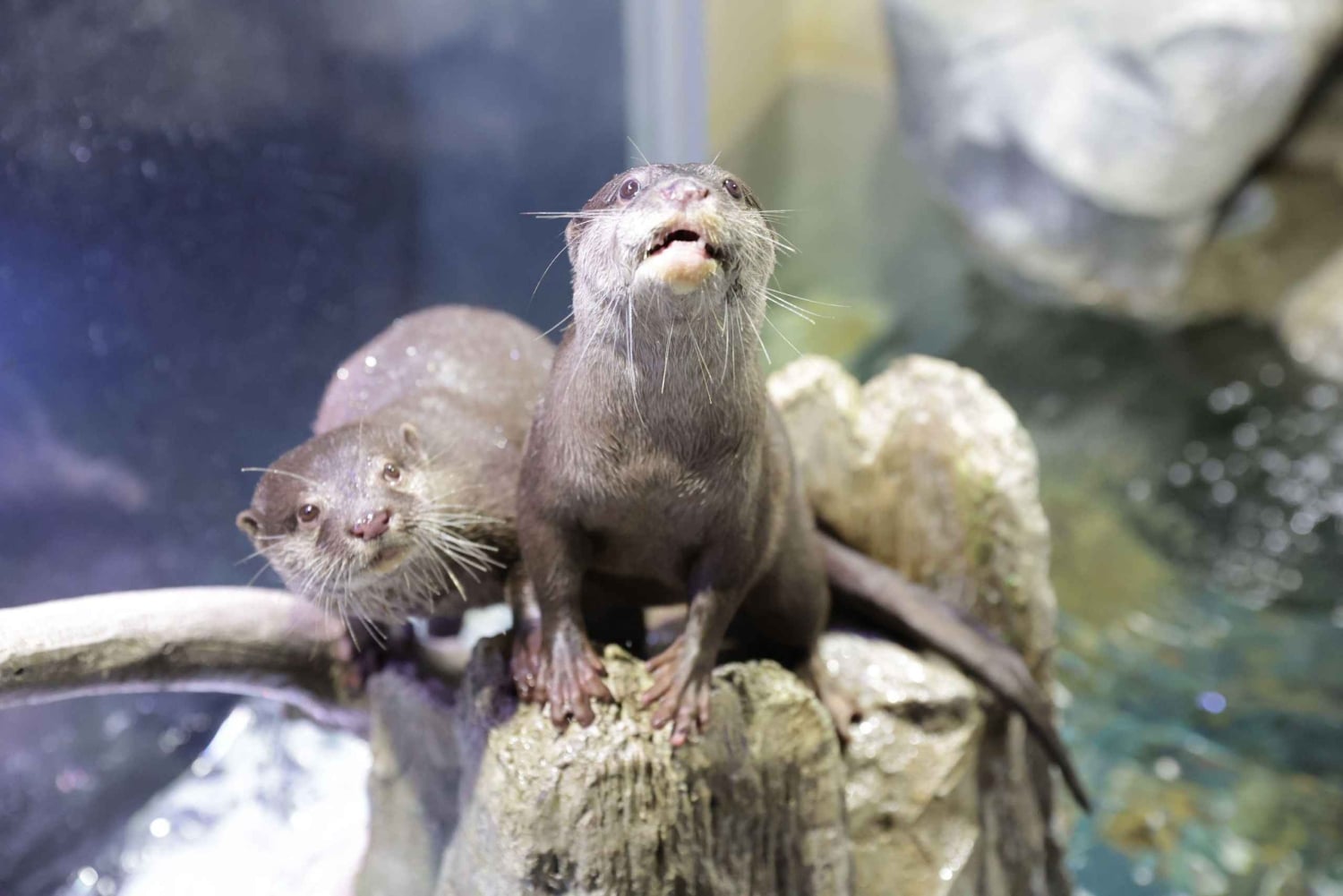 Токио: прямой входной билет в аквапарк Maxell Aqua Park Shinagawa