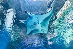 Токио: прямой входной билет в аквапарк Maxell Aqua Park Shinagawa