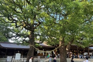 Tokio: Wycieczka piesza po świątyni Meiji Jingu i kultura shinto