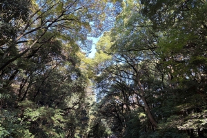 Tokyo: Meiji Jingu-helgedomen, skogen och den kejserliga trädgården