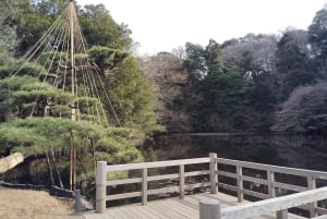 Tokyo: Meiji Jingu Shrine & Inner Garden Guided Tour (2h)