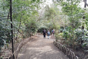 Tokyo: tour guidato del Santuario Meiji Jingu e del giardino interno (2 ore)