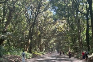 Tokyo: tour del Meiji Jingu, del Parco Yoyogi e di Takeshita Street
