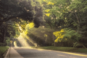 Tokyo: Rundvandring i Meiji-helgedomen med en lokal japansk guide