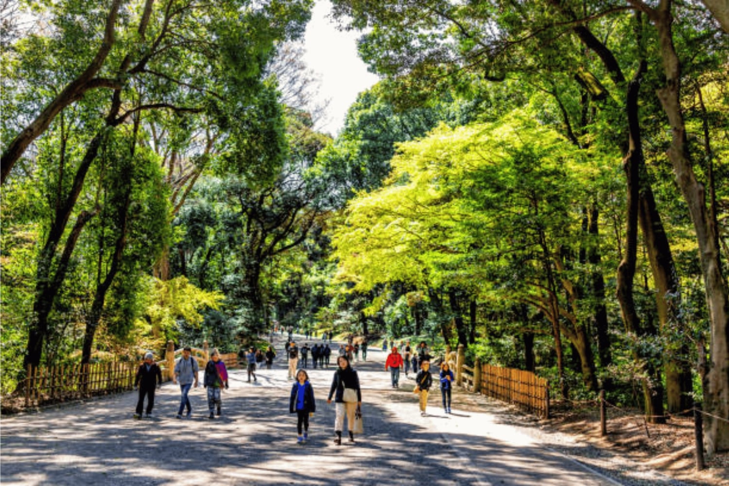 東京：明治神宮ウォーキングツアー（現地ガイド付き）