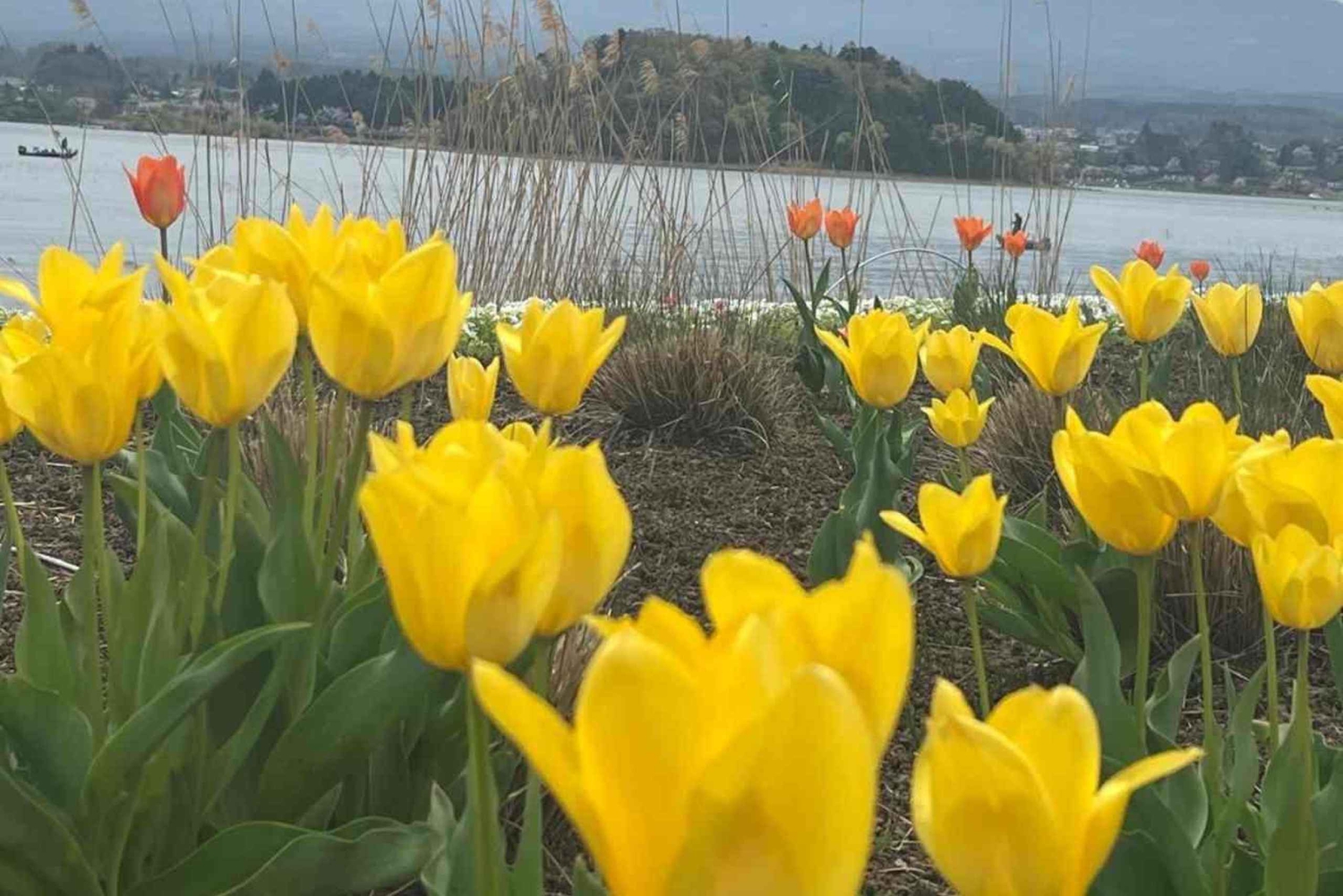 Tokyo : Mont Fuji Visite privée d'une journée personnalisable et abordable