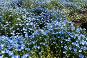 Tóquio: Excursão turística privada ao Monte Fuji e Hakone