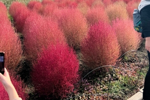 Tokio: Mount Fuji und Hakone private Tour Sightseeingtour