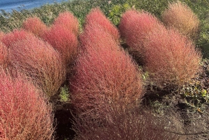 Tokio: Mount Fuji und Hakone private Tour Sightseeingtour