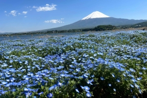 Tokio: Mount Fuji und Hakone private Tour Sightseeingtour