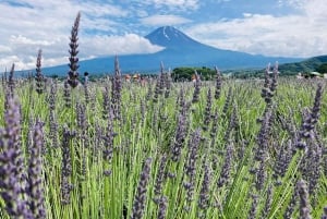 Tokyo: Mount Fuji and Lake Kawaguchi Scenic 1-Day Bus Tour