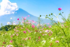 Tokyo: Mt. Fuji, Lake Kawaguchiko, Pagoda och Oishi Park Tour