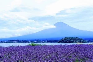 Tokyo: Mt. Fuji, Lake Kawaguchiko, Pagoda och Oishi Park Tour