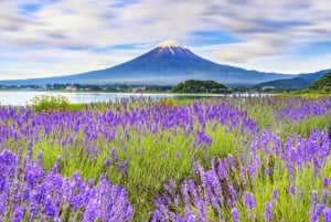 Tokyo: Mt. Fuji, Lake Kawaguchiko, Pagoda och Oishi Park Tour