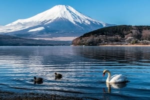 Tokyo: Mount Fuji and Lake Kawaguchi Tour with Pickup