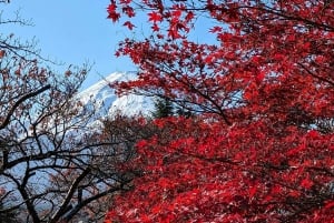 Tokyo: Mount Fuji Customizable Private Tour by Car