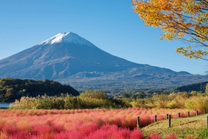 Tokyo: Mount Fuji Day Tour, Oshino Hakkai, Lake Kawaguchi