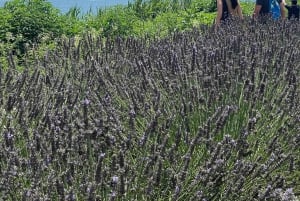 Tokyo: Tour privato del Monte Fuji e di Hakone