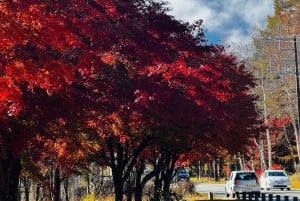 Tokio: tour privado con guía por el monte Fuji y Hakone