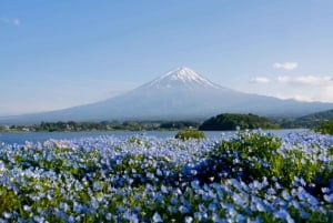 Tokyo: Fujibjerget og Kawaguchisøen – tur i lille gruppe – 6 steder