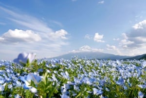 Tokyo: Fujibjerget og Kawaguchisøen – tur i lille gruppe – 6 steder