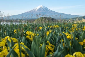 Tokio: Yksityinen, räätälöitävä Fuji-vuoren kierros luksuspakettiautolla